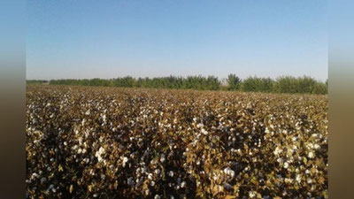 'Paxta qabul qilish maskanida soxtalashtirish jinoyati sodir etilganligi aniqlandi'ning rasmi