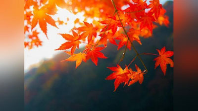 'Бугун Ўзбекистонда ҳарорат бироз кўтарилади'ning rasmi