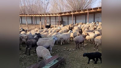 'Мирзиёев: ҳоким ёрдамчилари томорқаси бўлган хонадонларда 100 та парранда, 20 та қуён, 5-6 та қўй ва эчки боқилишини ташкил этишга кўмаклашиши лозим'ning rasmi