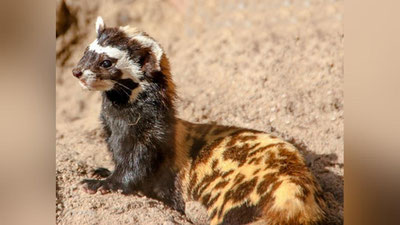 Изрображение 'В двух домах в Навоийской области случайно оказались редкие краснокнижные животные'