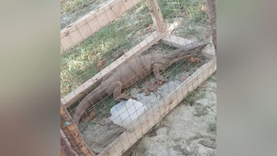 Изрображение 'В гости к жителю Иштыханского района наведался огромный варан'