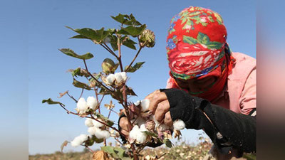 'Paxta terayotgan ayollarni haqorat qilgan fermer kechirim so`radi (Video)'ning rasmi