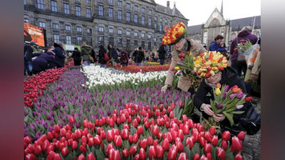 'Niderlandiyada lolalar bayrami nishonlandi 'ning rasmi