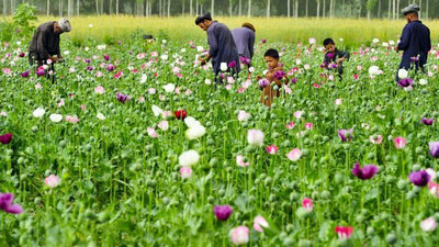 'Афғонистонда гиёҳванд моддалар етиштириш даражаси юқорилигича қолмоқда'ning rasmi