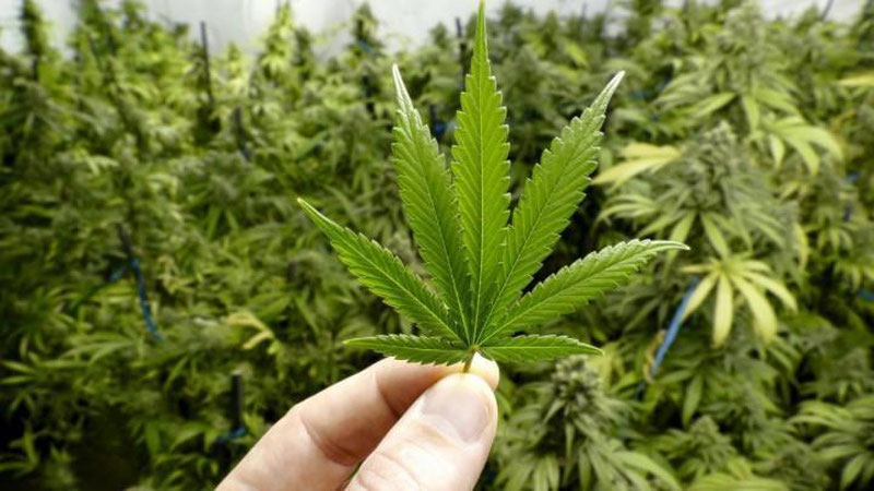 'Kannabis etishtirish bo`yicha lisenziya olish tartibi belgilandi'ning rasmi