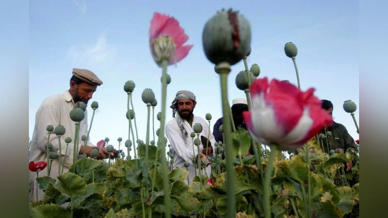 'Afg`onistonda narkotik ishlab chiqarish qisqardi?'ning rasmi