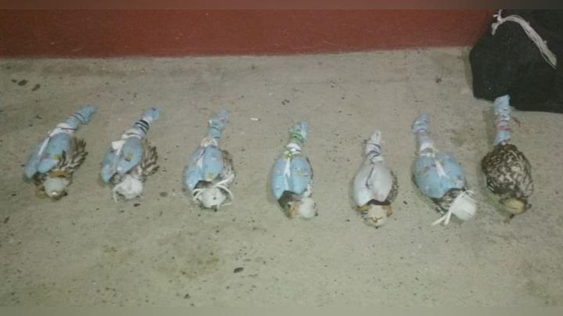 Изрображение 'В Ташкентской области пресечен вывоз 7 соколов-балобанов'