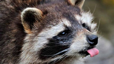 Изрображение 'ЕНОТ СНЯЛ НА ВИДЕО ПОХИЩЕНИЕ МОБИЛЬНОГО ТЕЛЕФОНА'