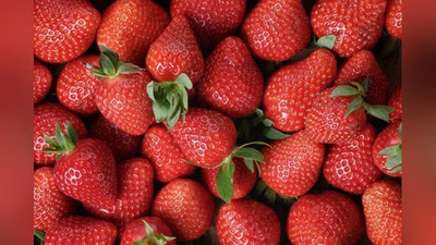 Изрображение 'Корея поможет построить в Узбекистане теплицу для выращивания клубники круглый год'