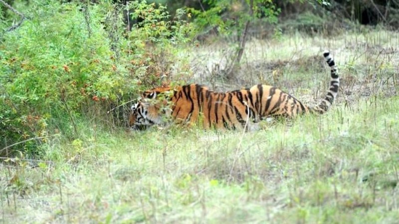 Изрображение 'В САФАРИ-ПАРКЕ ТИГР РАСТЕРЗАЛ ЖЕНЩИНУ: ДОЧЬ ПРОСИТ КОМПЕНСАЦИЮ (ВИДЕО)'