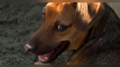 'Rossiyalik ko`ppak Peruga yo`l oldi (Video)'ning rasmi