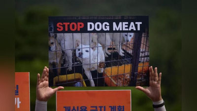 Изрображение 'В Южной Корее хотят запретить есть собак'