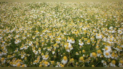 Изрображение 'Государство поддержит кластеры лекарственных растений'