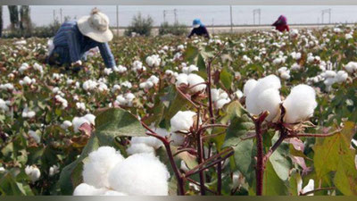 'Paxta terimidagi kamchiliklar sababli 100 dan ortiq rahbar jazolandi'ning rasmi