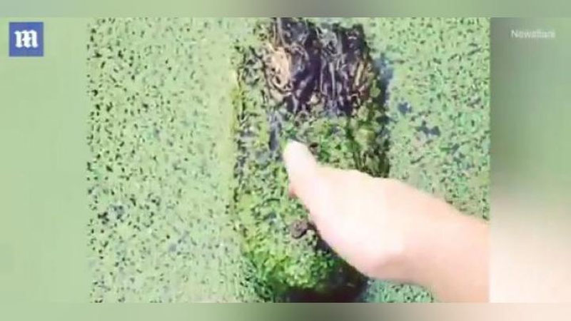 Изрображение 'ЧТО БУДЕТ, ЕСЛИ ПОТРОГАТЬ АЛЛИГАТОРА: ОПЫТ ЖИТЕЛЯ США (ВИДЕО)'