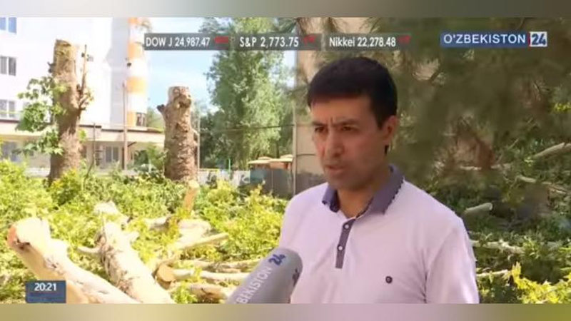 Изрображение 'ГОСУДАРСТВЕННОЕ ТВ ПОДНЯЛО ПРОБЛЕМУ ВЫРУБКИ ДЕРЕВЬЕВ В ТАШКЕНТЕ'