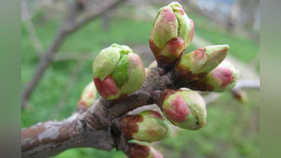 'Об-ҳаво: 16 март куни илиқ бўлади'ning rasmi