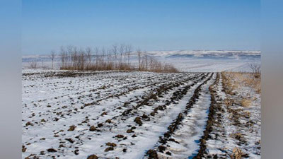 Изрображение 'Узгидромет: Предстоящее похолодание приостановит развитие озимых культур'