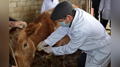 'FAO O`zbekistonga brusellyozga qarshi kurashda yordam beradi'ning rasmi