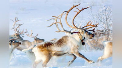 'Ҳисор қўриқхонаси ходимлари чўққиларга чиқиб бораётган кийикларни тасвирга олишга муваффақ бўлишди'ning rasmi