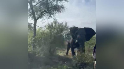 Изрображение 'Слон напал на джип со студентами на юге Африки: экстремальное видео'