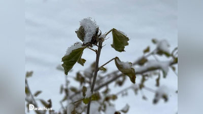 'Bugun O`zbekistonda yog`ingarchilik kutilmaydi, -9 daraja sovuq bo`ladi'ning rasmi