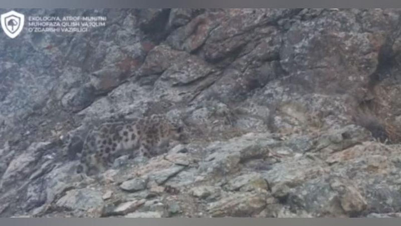 Изрображение 'Редкое животное попало на кадры фотоловушки в Гиссарском заповеднике (видео)'