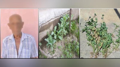 'Farg`onada 103 tup "ko`knor” o`simligini parvarishlayotganlar aniqlandi'ning rasmi