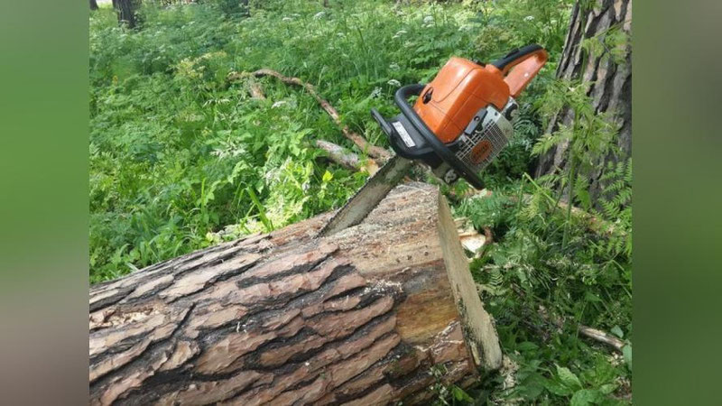 Изрображение 'ЖИТЕЛЬ СТОЛИЧНОЙ ОБЛАСТИ НЕЗАКОННО СПИЛИЛ 240 ДЕКОРАТИВНЫХ ДЕРЕВЬЕВ'