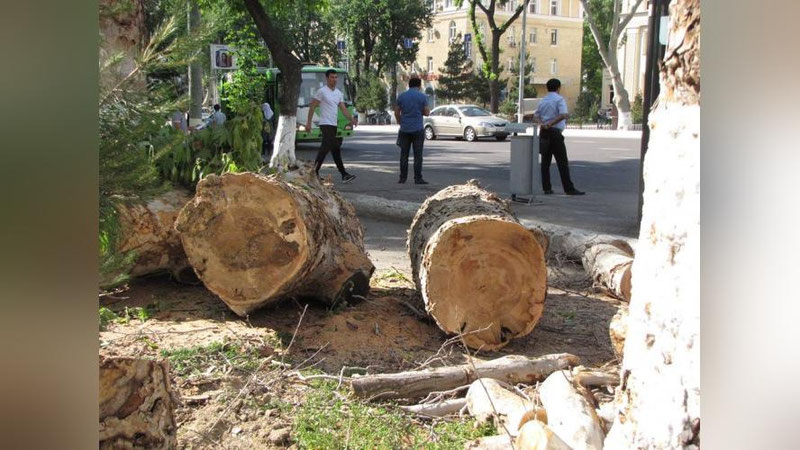 Изрображение 'ХОКИМ ВЗЯЛ ПОД ЛИЧНЫЙ КОНТРОЛЬ ВОПРОС ВЫРУБКИ ДЕРЕВЬЕВ В ТАШКЕНТЕ'