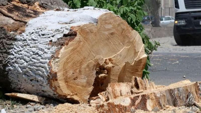 'Endi daraxt kesganlar o`sha erni o`zida novda ekib, uch yil parvarish qiladi'ning rasmi