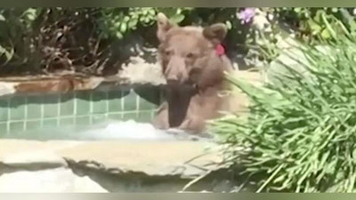 'Jakuzida cho`milgan ayiq kokteyl ichishni ham unutmadi (Video)'ning rasmi