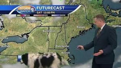 'Кадрда пайдо бўлган ит бошловчини довдиратиб қўйди (Видео)'ning rasmi