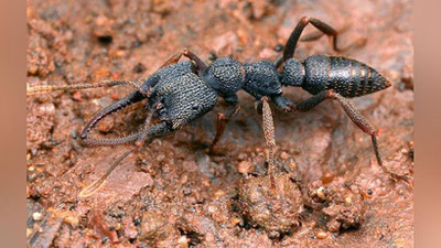 'Er yuzidagi eng tez chaquvchi mavjudot aniqlandi 'ning rasmi