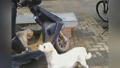 'Ona it bolasi bilan vidolashdi (Video) 'ning rasmi