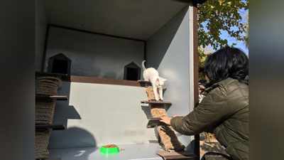 Изрображение '"Котодомики" начали устанавливать в Ташкенте (фото)'