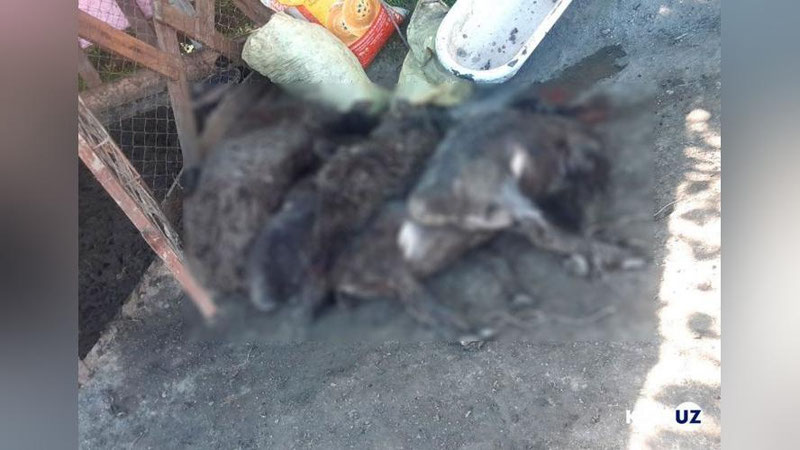 'Samarqandda fuqaroning 6 bosh qo`yi bo`g`izlab, uchtasiz o`g`irlab ketildi. O`g`rilar qo`y egasiga xat qoldirgan'ning rasmi