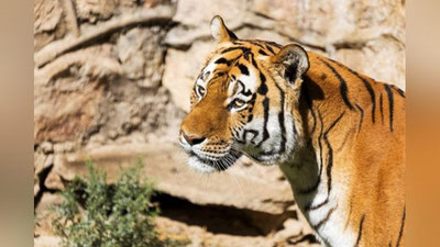 Изрображение 'В Ташкентском зоопарке рассказали, как готовят обитателей к зиме'