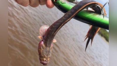 Изрображение 'В АВСТРАЛИИ ВЫЛОВИЛИ СУЩЕСТВО С МОРДОЙ "ЧУЖОГО"'