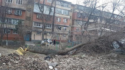 Изрображение 'Рубщики на 13-м квартале Учтепинского района нанесли ущерб в 98 млн сумов'