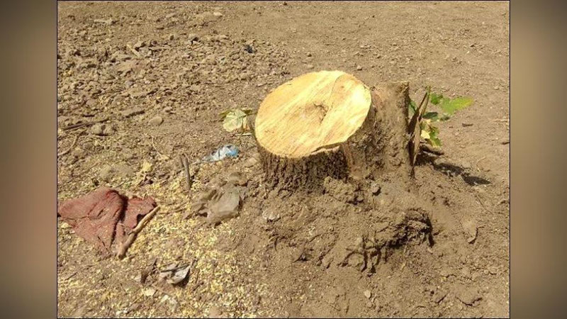 'Бўстонлиқда 53 туп кўп йиллик дарахтлар кесиб ташланди. Прокуратура жиноят иши қўзғатди'ning rasmi