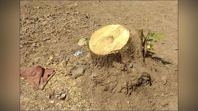 'Бўстонлиқда 53 туп кўп йиллик дарахтлар кесиб ташланди. Прокуратура жиноят иши қўзғатди'ning rasmi