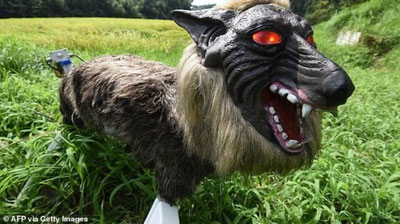 Изрображение 'В Японии создали роботов-волков для отпугивания медведей (видео)'