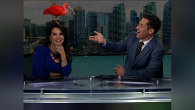 'Жонли эфир вақтида телебошловчининг бошига қуш қўнди (видео)'ning rasmi