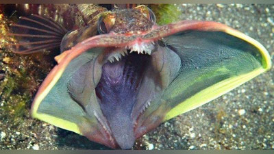 'Popukbosh: dengiz yirtqichi (Foto) 'ning rasmi