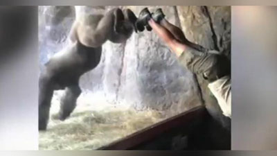 'Горилла ҳам йога билан шуғулланадиган бўлди (Видео)'ning rasmi