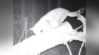 'Шотландияда улкан ўрмон мушуги видеога олинди (Видео)'ning rasmi