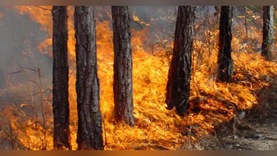 'Xitoyda kuchli o`rmon yong`inlari kuzatilmoqda 'ning rasmi