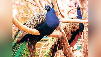 Изрображение 'В СТОЛИЧНОМ ПАРКЕ ИМЕНИ КАДЫРИ ОТКРОЕТСЯ ВЫЕЗДНОЙ ЗООПАРК'