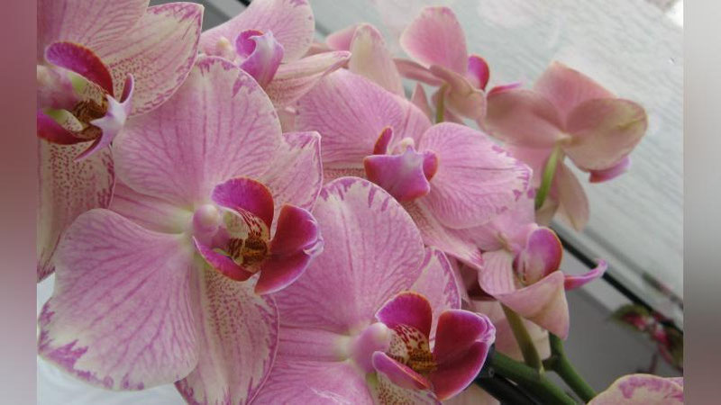 'OQSOChNING MUHABBATI ​(GI DE MOPASSAN, TARJIMON  RUSTAM JABBOROVNING “YO`LDAGI AYoL” ASARIDAN)'ning rasmi